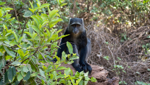 baboon sitting on a tree © TravelLensPro