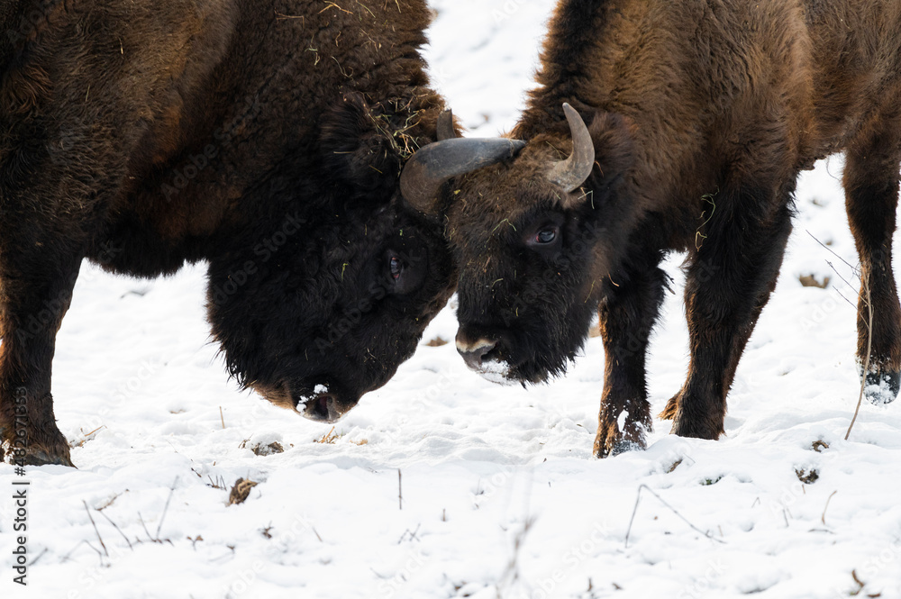 Bison in winter in Romania Bison in winter in Romania