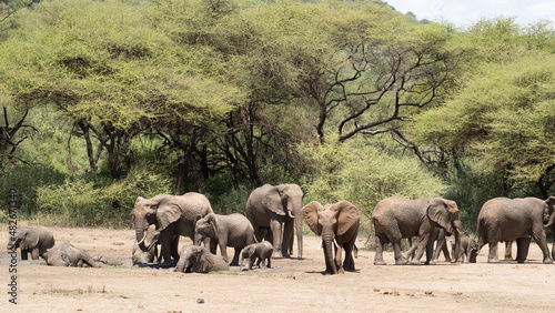 herd of elephants