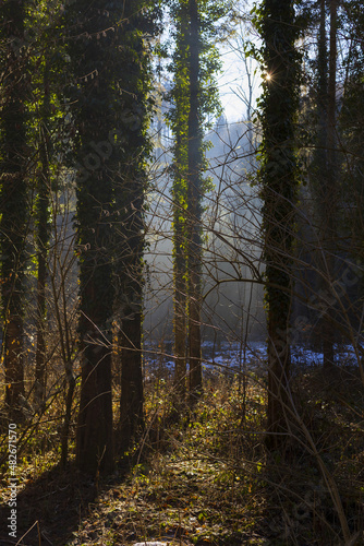 Trees of Alpine forest in back light on sunny winter day