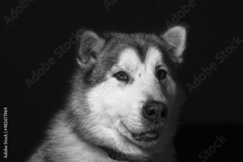 alaska malamute