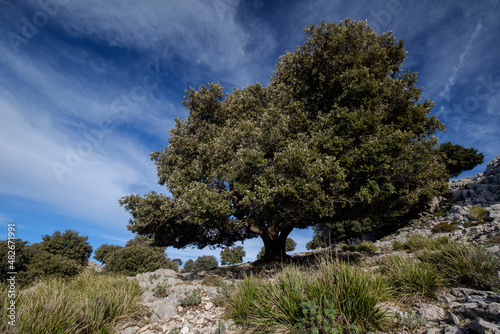 Holm oak, Quercus ilex, typical specimen, Son Nebot ridge, Escorca, Mallorca, Balearic Islands, Spain