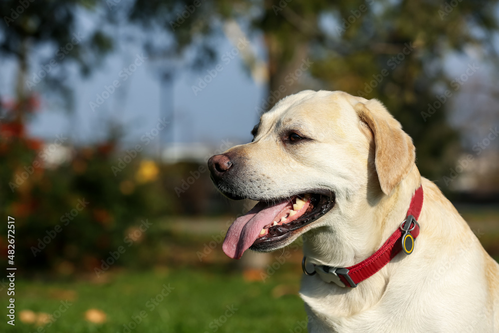 Yellow Labrador in park on sunny day. Space for text