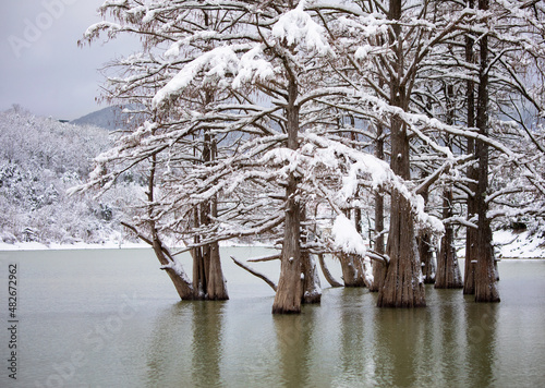 Swamp cypress grove in Sukko Lake in winter
