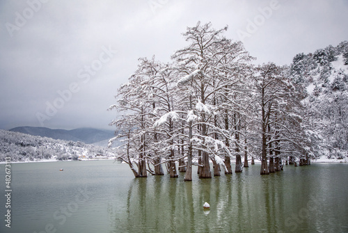 Swamp cypress grove in Sukko Lake in winter