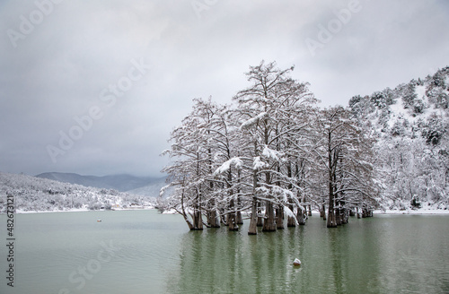 Swamp cypress grove in Sukko Lake in winter