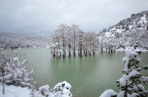 Swamp cypress grove in Sukko Lake in winter