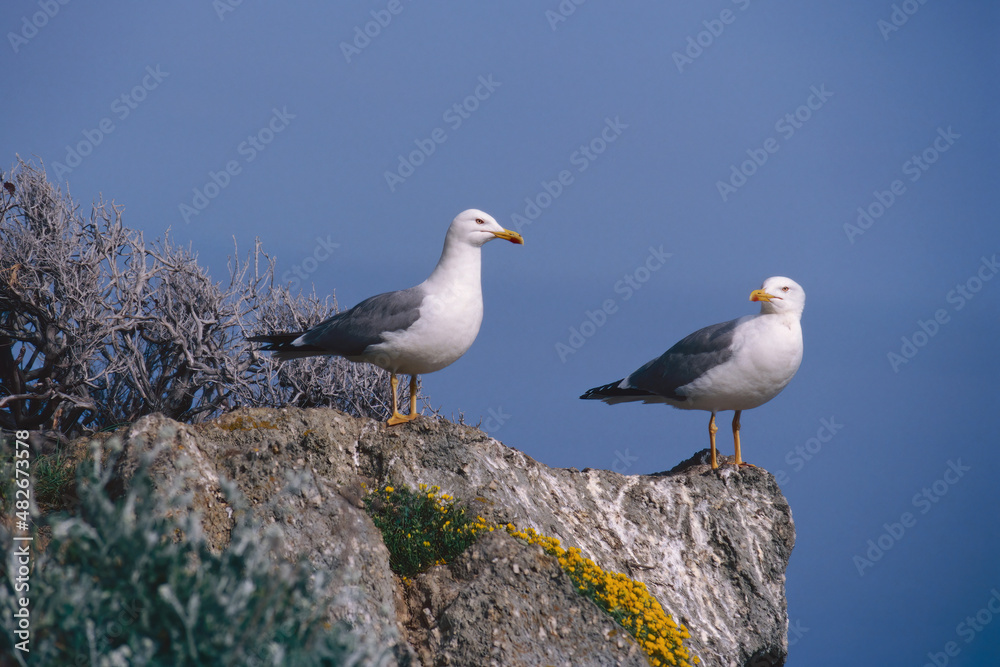 Obraz premium two yellow legged gulls on a rock