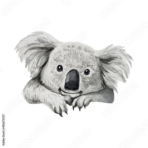 Watercolor illustration of cute koala isolated on white background photo