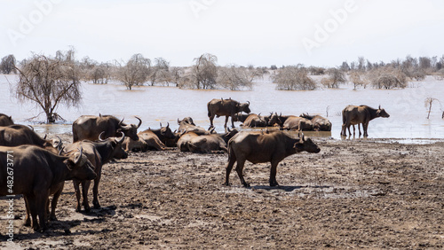 herd of sheep © TravelLensPro