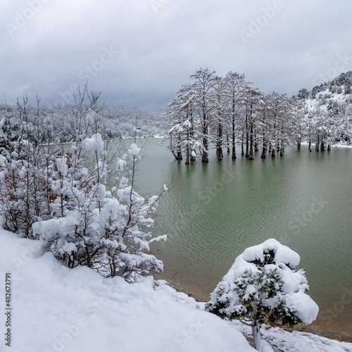 Swamp cypress grove in Sukko Lake in winter