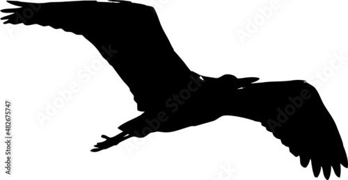 Silhouette de Héron cendré en vol. Vecteur avec fond transparent 