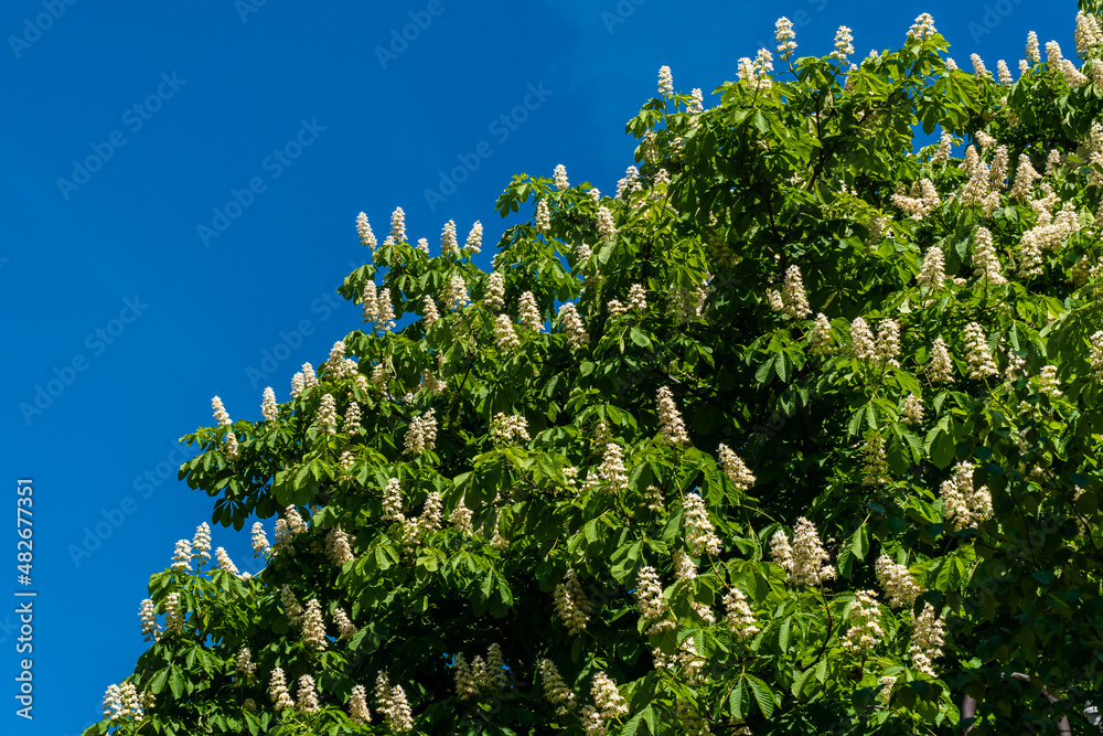 Russia. Kronstadt. June 4, 2021. Lush chestnut flowers on trees in the city park.