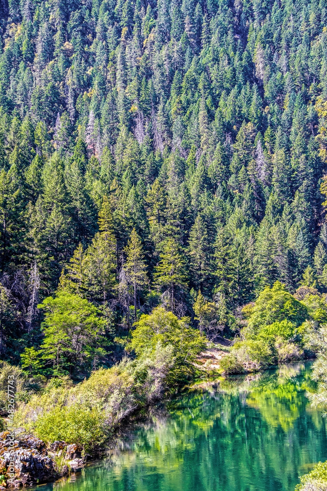Vertical view of northern California river with reflections in water  and mountain of pine trees stretching up forever behind it with some burned trees mixed in.