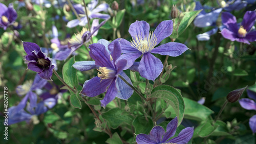 beautiful flowers in the garden