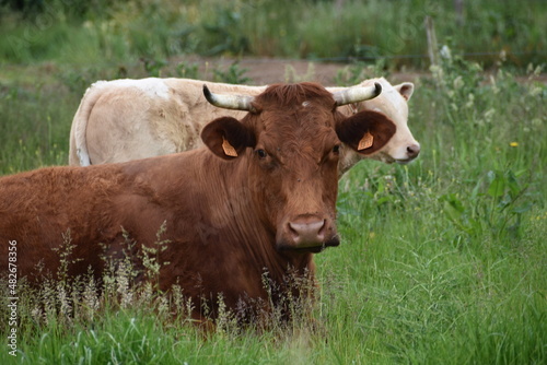 regard curieux d'une vache