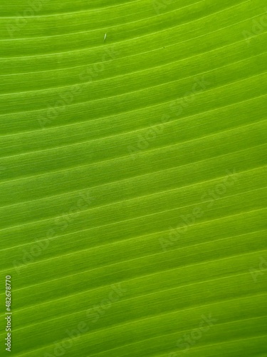 green leaf of a plant with highlighted structure