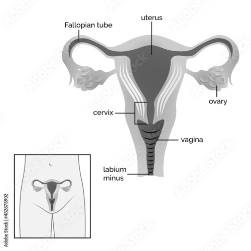 anatomy of the female reproductive system in black and white, female uterus