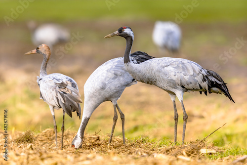 Common crane group feeding in agricultural field
