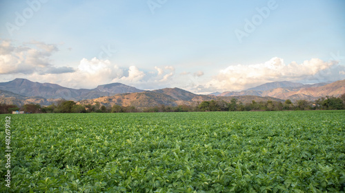 POTATO PLANTATION IN MOUNTAINOUS AREA WITH COOL WEATHER