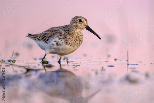 Dunlin in Wetland against bright background