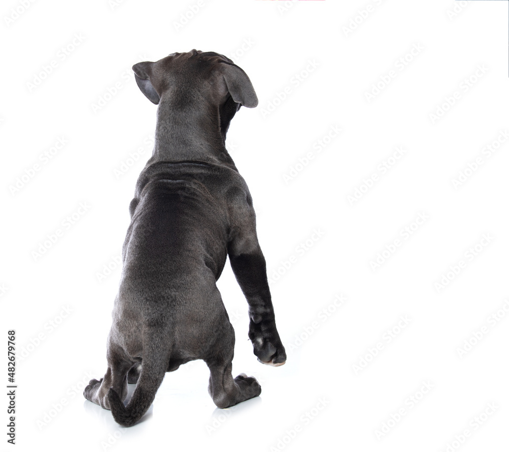 Old english bulldog from behind looks up