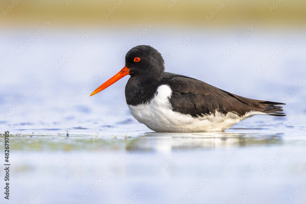 Eurasian Oystercatcher wading in wetland Eurasian Oystercatcher wading in wetland