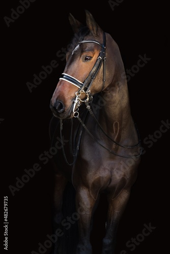 Portret gniadego konia  © Wiktoria