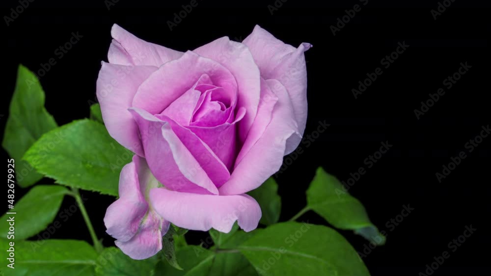 Beautiful fresh pink rose opening, close up. Spa concept. Wedding, Birthday, Valentines day, Mothers day concept.