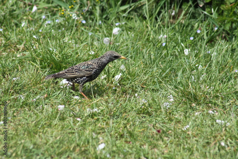 Common starling walking on grass closeup view with selective focus on foreground Common starling walking on grass closeup view with selective focus on foreground