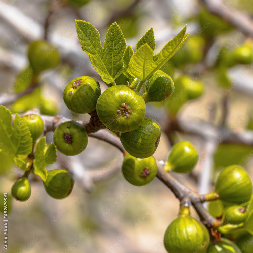 Fig is the edible fruit of Ficus carica Fig is the edible fruit of Ficus carica
