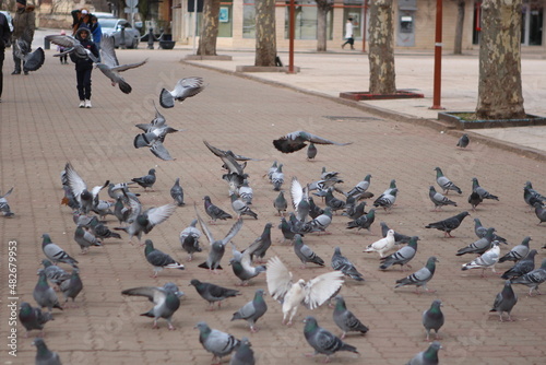 flock of pigeons