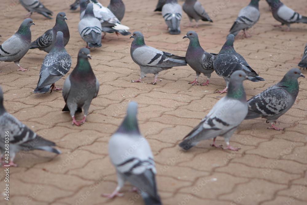 Fototapeta premium flock of pigeons