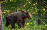 Big Adult Male of Brown bear walking in summer forest. Side view. Scientific name: Ursus arctos. Summer forest. Natural habitat.