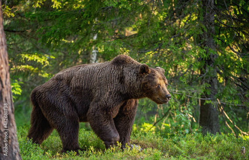 Big Adult Male of Brown bear walking in summer forest. Side view. Scientific name: Ursus arctos. Summer forest. Natural habitat.