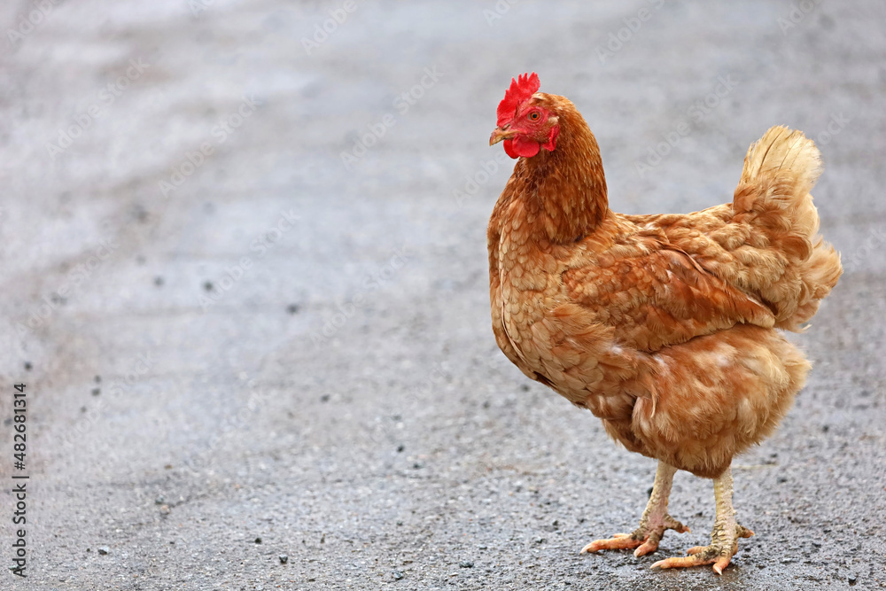 Fototapeta premium one brown chicken, hen isolated on street with copy space