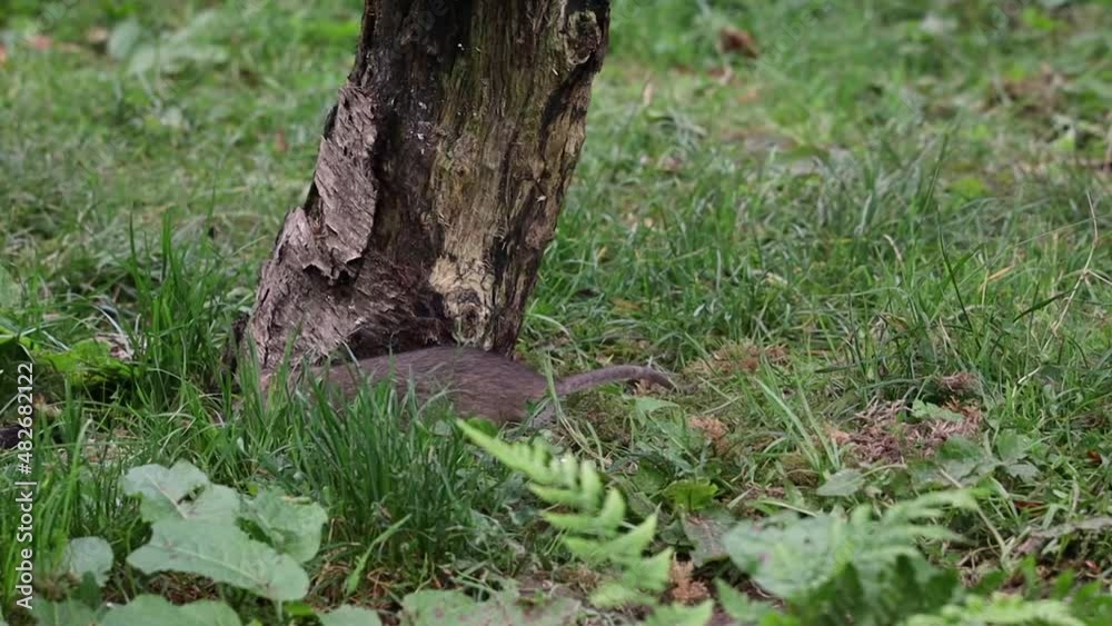 Brown Rat Hunting for Food in Grass, County Laois, Ireland Brown Rat Hunting for Food in Grass, County Laois, Ireland