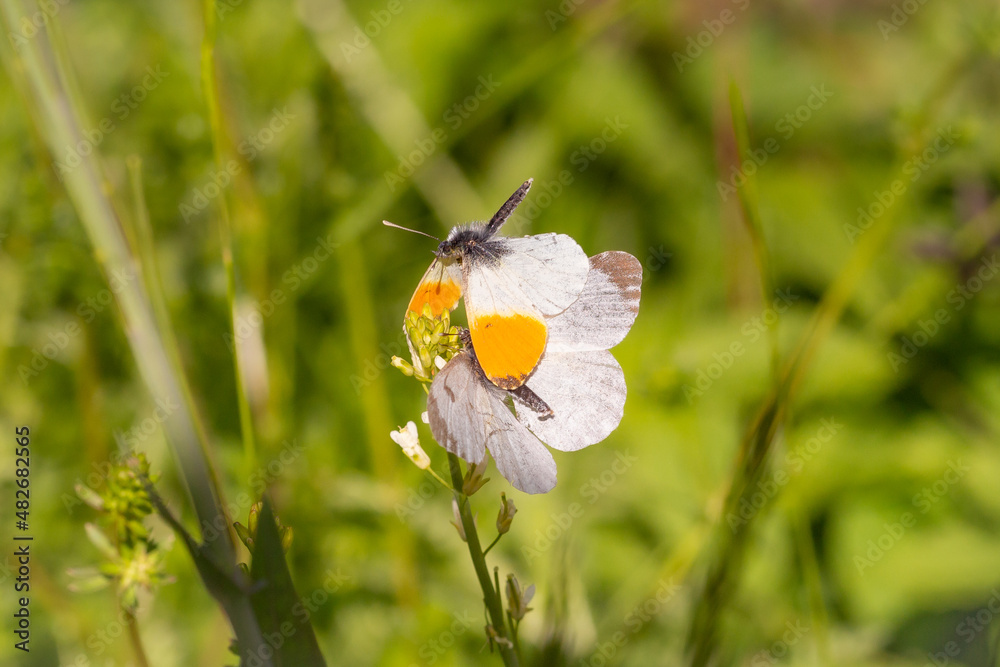 Orange Tip (Anthocharis cardamines) butterflies trying to mate Orange Tip (Anthocharis cardamines) butterflies trying to mate