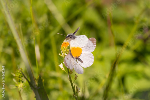 Orange Tip (Anthocharis cardamines) butterflies trying to mate