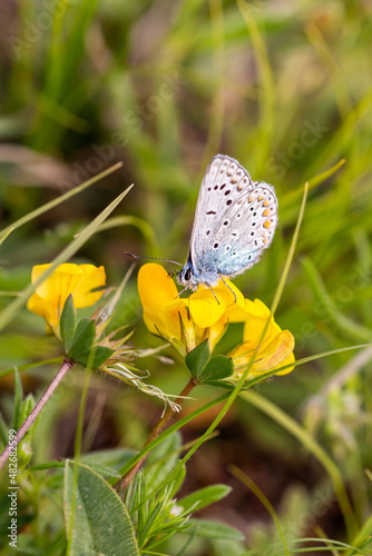 Common blue (polyommatus icarus) butterfly on a bird's-foot trefoil (lotus corniculatus) blossom; pesticide free environmental protection concept; photo