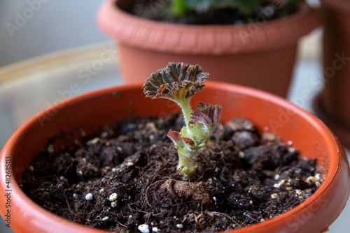 Young sprouts and leaves of tuberous begonia in a pot on the windowsill. Home flowers, hobby.