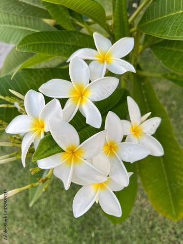white flower on a background of green leaves