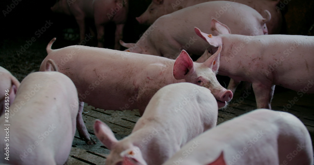 Pigs at Livestock farm. Pork Production, Livestock, Swine. Pigs at Livestock farm. Pork Production, Livestock, Swine.