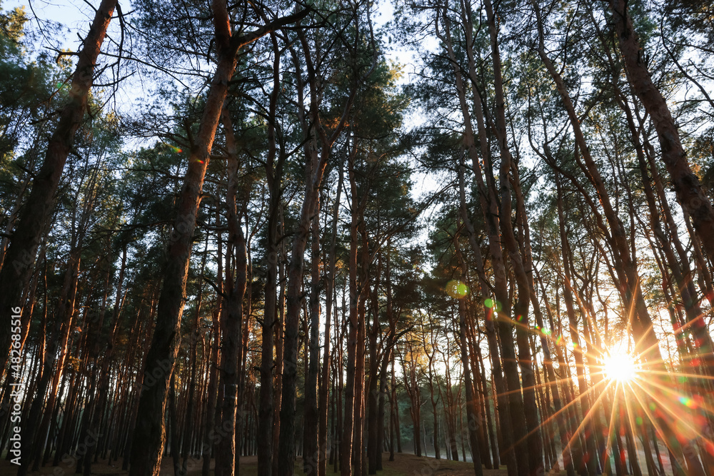 Beautiful view of sun shining through trees in conifer forest at sunset Beautiful view of sun shining through trees in conifer forest at sunset
