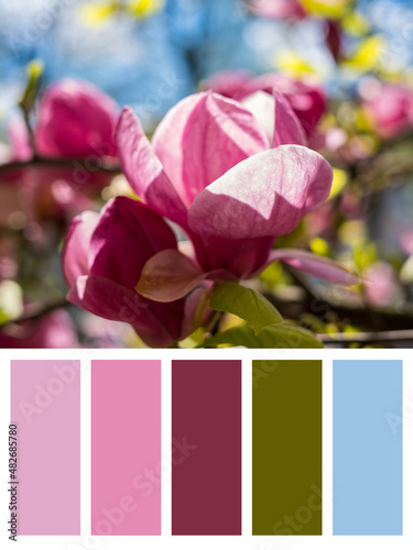 Blooming branch of magnolia tree in spring time. Colour palette, color swatch