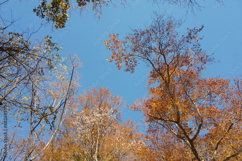 Orange, Rust, Yellow and Tan Leaves on Tree Tops Against Bright Blue Autumn Sky Orange, Rust, Yellow and Tan Leaves on Tree Tops Against Bright Blue Autumn Sky