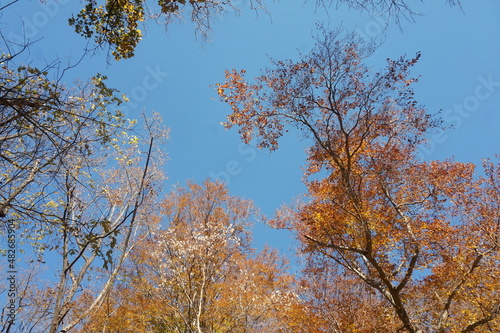 Orange, Rust, Yellow and Tan Leaves on Tree Tops Against Bright Blue Autumn Sky