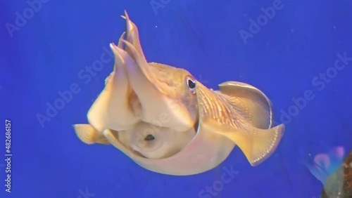 Common cuttlefish in an aquarium on blue background. Sepia officinalis species living in the Mediterranean Sea, North Sea, and Baltic Sea or South Africa. front view photo