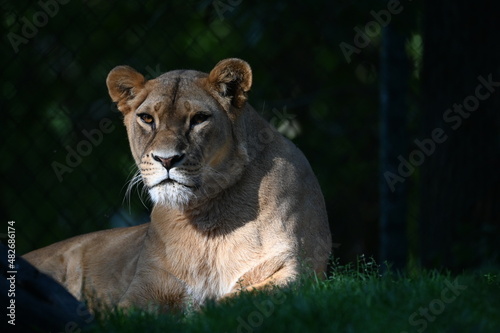 female lion lies in the shadow