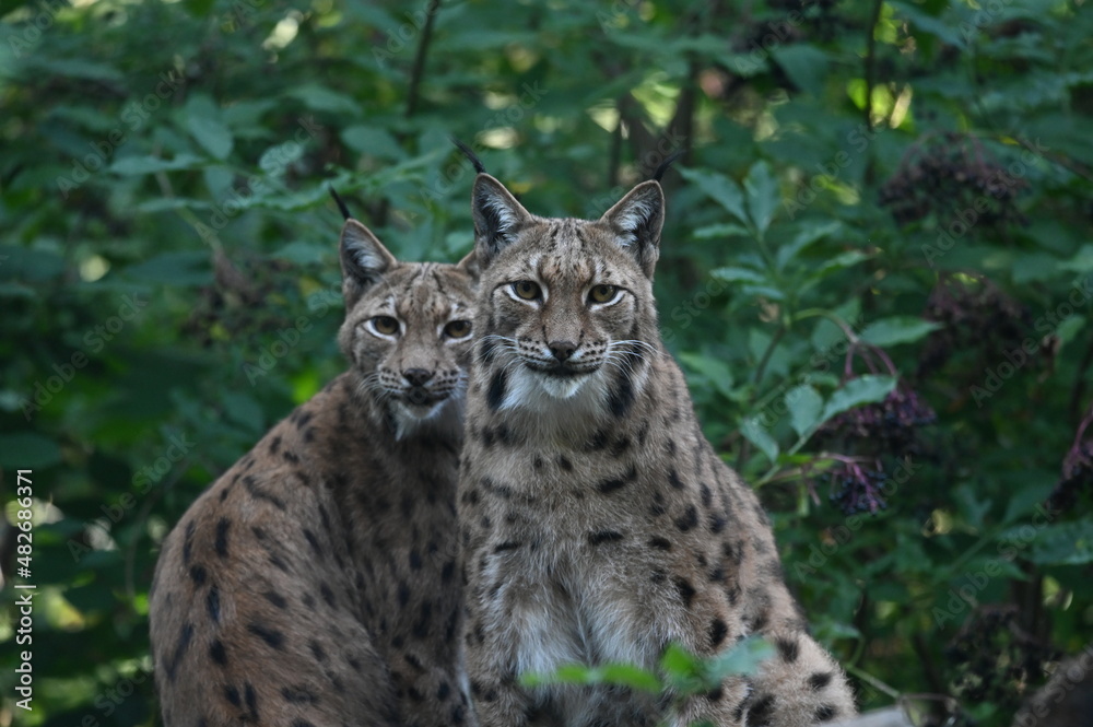 Obraz premium two lynx looking to me